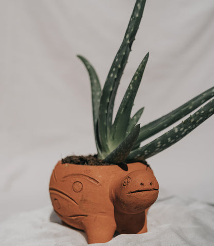 Rakshana Turtle Plant Pot -  Terracotta - Matr Boomie Wholesale