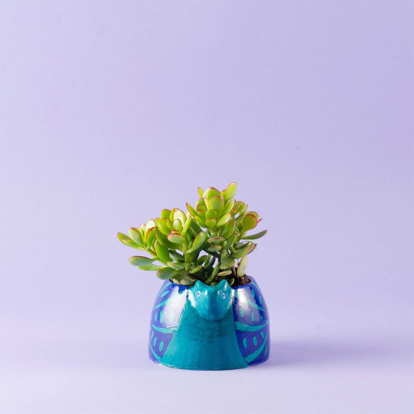 Lalita Snail Succulent Planter - Blue, Hand Painted