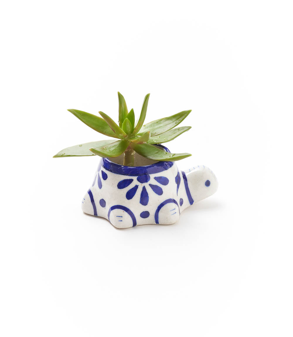 Lalita Baby Turtle Mini Succulent Planter - White, Blue Hand Painted - Matr Boomie Wholesale
