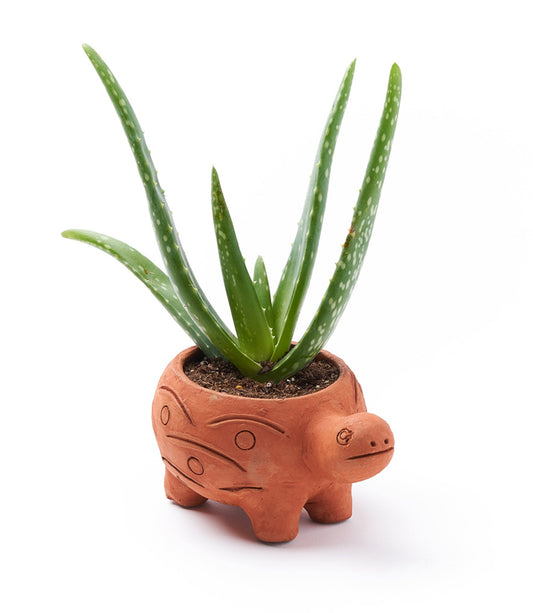 Rakshana Turtle Plant Pot -  Terracotta