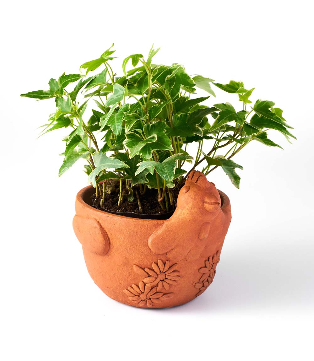 Rakshana Chicken Plant Pot - Terracotta