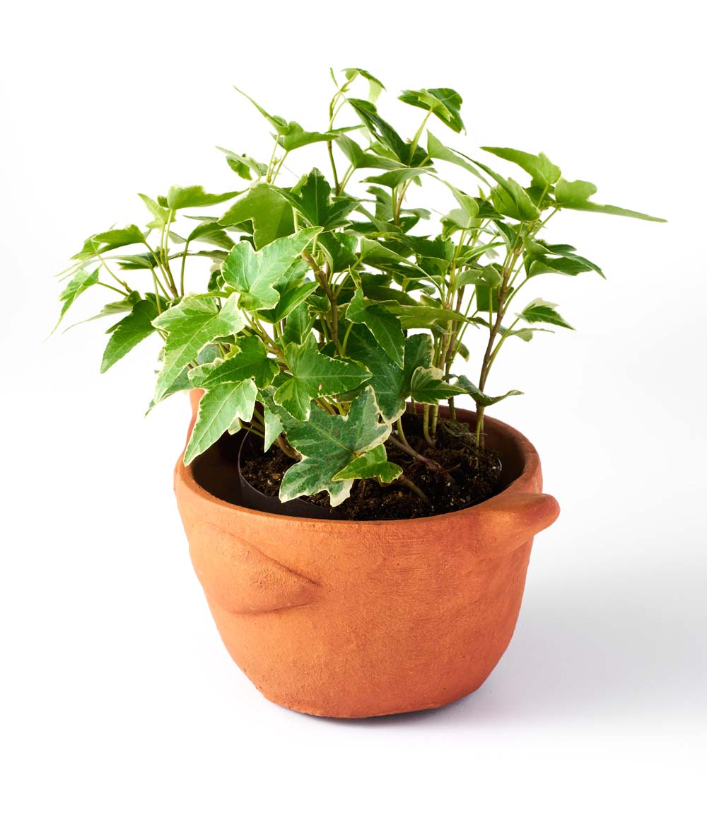 Rakshana Chicken Plant Pot - Terracotta